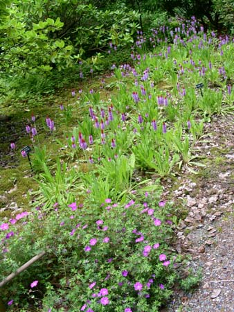 botanical garden
