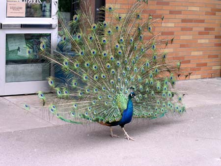 zoo